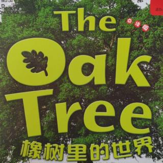 大猫二级3The Oak Tree 樟树里的世界