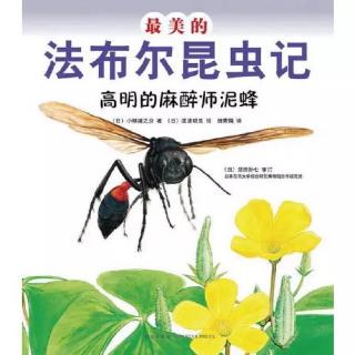 最美的法布尔昆虫记-高明的麻醉师泥蜂