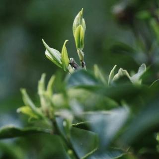 记住7个泡茶步骤，泡茶不丢面