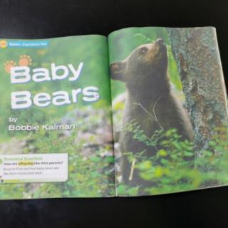 3.15 Baby Bears