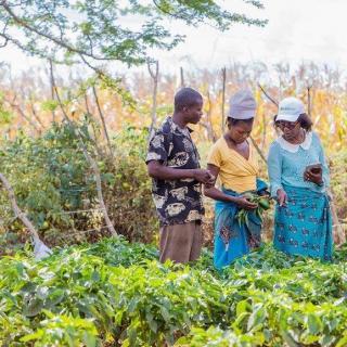 The Farmer Plant The Seeds