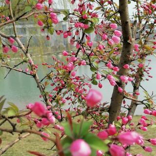 海棠花开——原野/诗，梅花/朗读