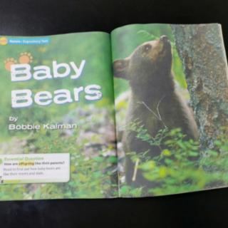 3.17 Baby Bears