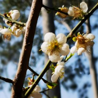 《杏花微雨，恰春风少年》