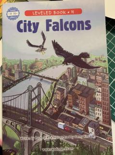 City Falcons