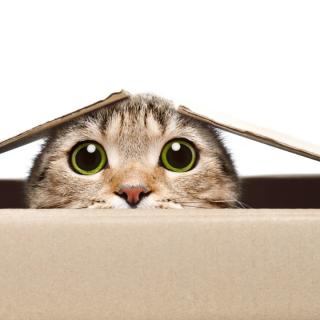 3月18日百科知识_猫为什么喜欢钻箱子？