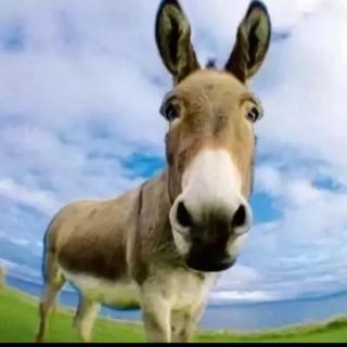 伊索寓言毛驴狐狸和狮子