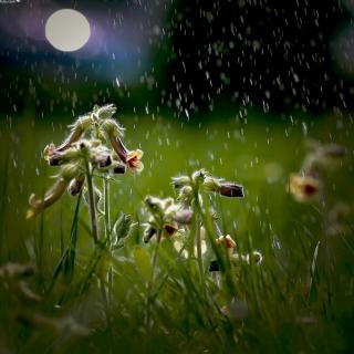 《春雨》作者：收获的季节