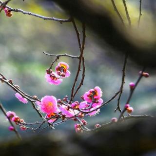 《那些花儿》 作者：碑林路人