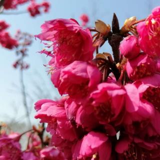 随风而行《春游桃花沟》诵读琴姐