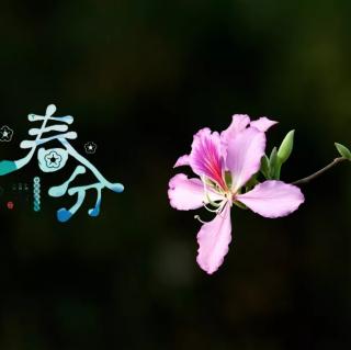 《三月桃花水》