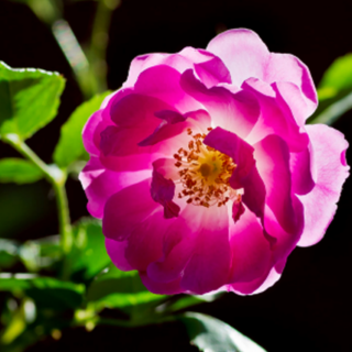 《五月，美丽的蔷薇花》作者 寒流  朗诵 阎立萍