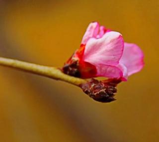 李志辉 一花一世界