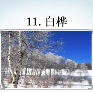 11《白桦》