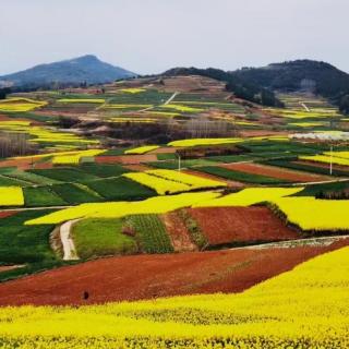 一首春天的歌——原野/诗，梅花/朗读