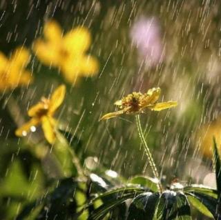 南方的雨