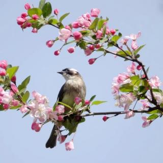 面朝大海 春暖花开   海子