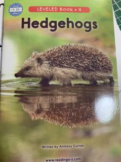 Hedgehogs