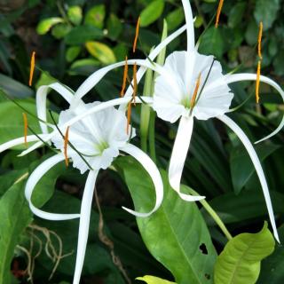 枫笛《春天淹没在洋龙花海》秋风咏叹调