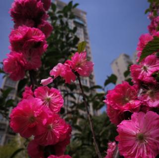 桃花美 桃花开