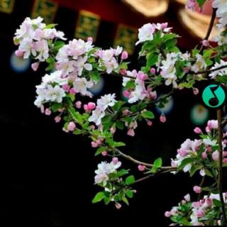 海棠花祭节选 试读