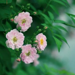 春风醉雨，蔷薇花开