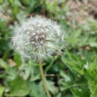 《孙权劝学》资治通鉴（范读）