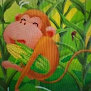 睡前故事《小猴子掰玉米》