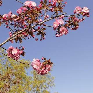 春天的花儿——原野/诗，梅花/朗读