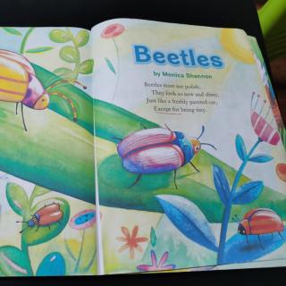 3.28  Beetles