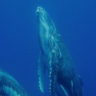 鲸鱼歌声丨深海空灵声音