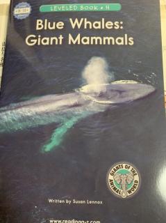 Blue Whales:Giant Mammals