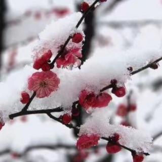 《北国的雪》朗诵/快乐从容