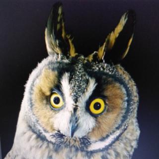 Owls can't move their eyeballs.