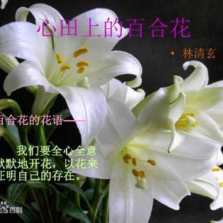 《心田上的百合花》作者：林清玄  诵读：海岸