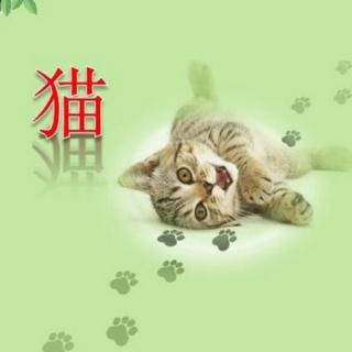 《猫》  作者：老舍