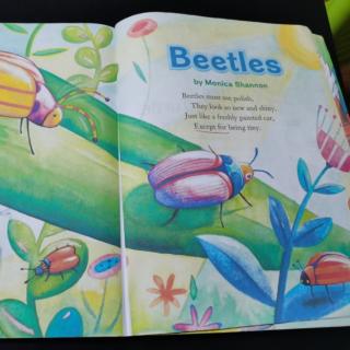 3.31 Beetles