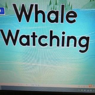 Whale Watching