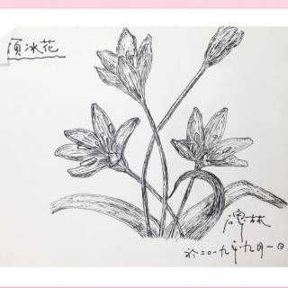 等花开