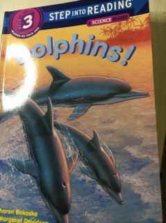 Dolphins-Sonya-201002