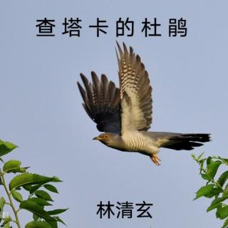 《查塔卡的杜鹃》林清玄