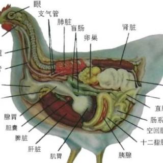 解剖鸡的实用技术
