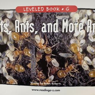 RAZ LevelG 702 - Ants, Ants and More Ants