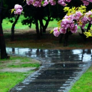 听雨——阿紫/诗，梅花/朗读