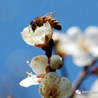 龙哥《桃花恋》作者 张子周