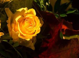 林清玄：黄玫瑰的心