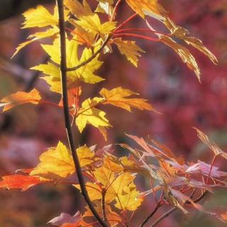 《写在清明节前夕》