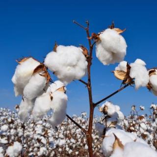 中国人自己都不够用的新疆棉花到底有何神奇之处呢？