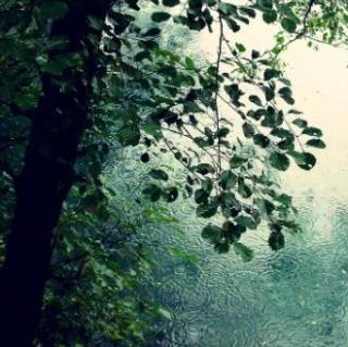 漫步在雨天的小树林里