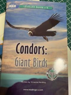 Condors:Giant Birds